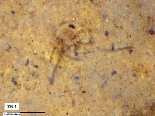 Genus sp