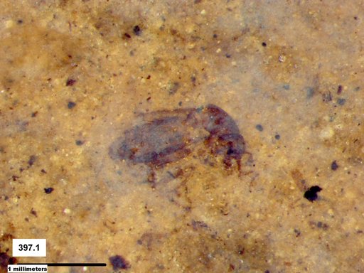Insecta