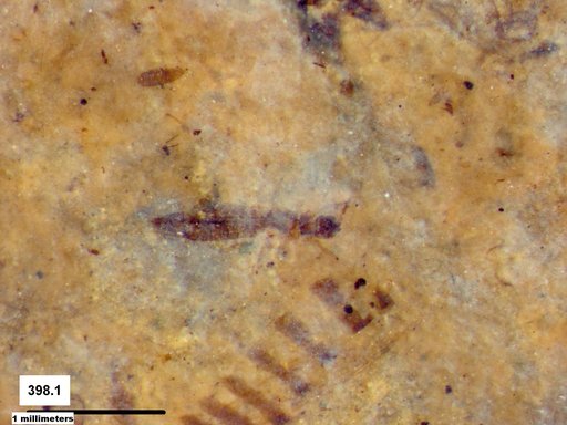 Genus sp