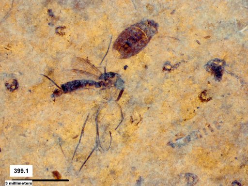 Mycetophilidae