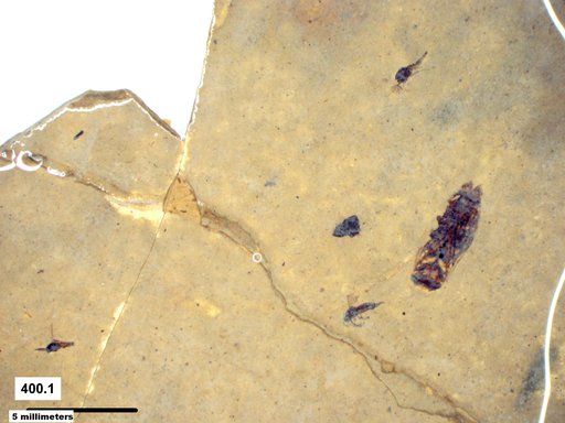 Diptera