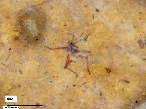 Genus sp