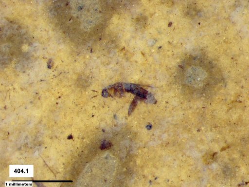 Genus sp
