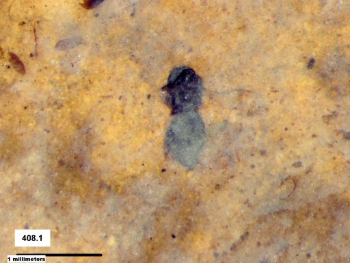 Genus sp