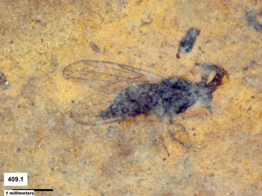 Diptera