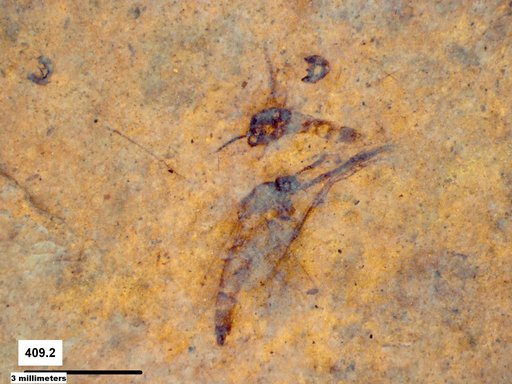 Diptera