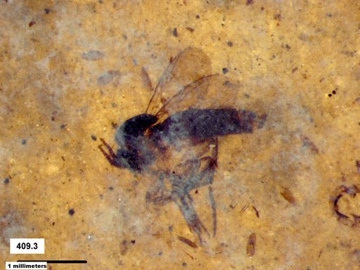 Diptera