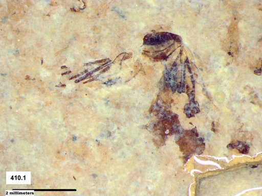 Corixidae