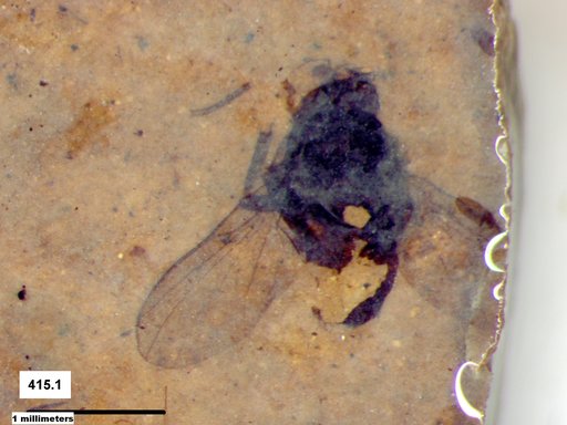 Diptera