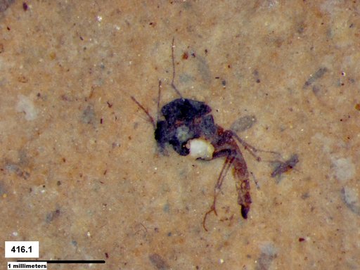 Diptera
