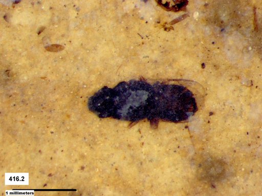 Genus sp