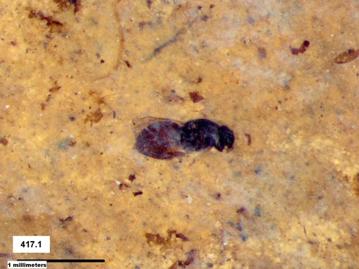 Genus sp