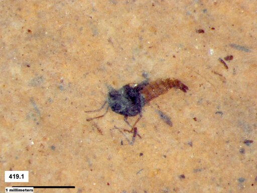 Diptera