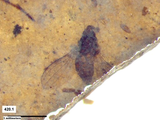 Diptera