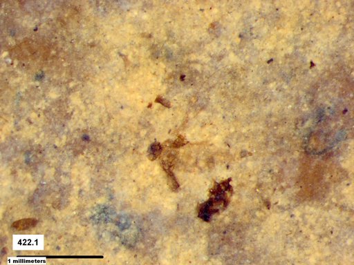 Diptera