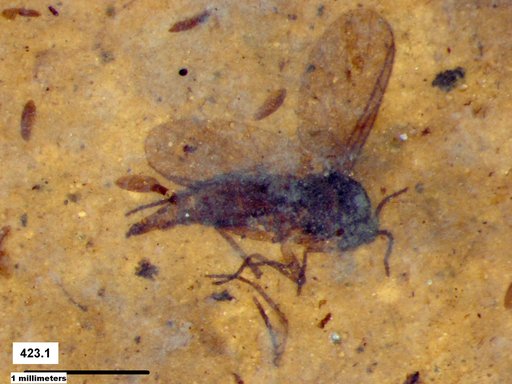 Diptera
