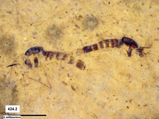 Chaoboridae