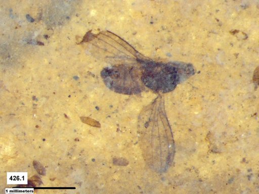 Diptera