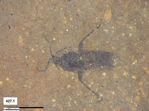 Insecta