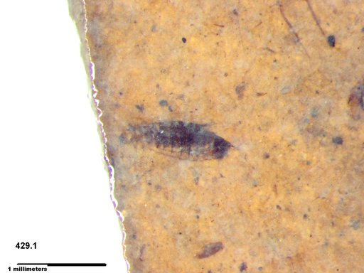 Genus sp