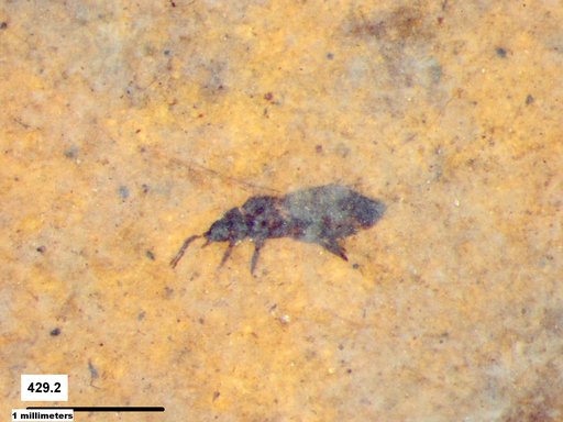 Genus sp