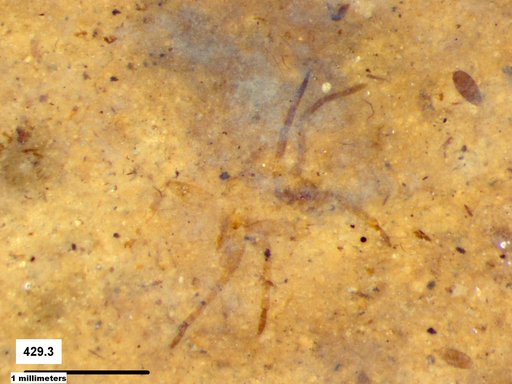 Genus sp