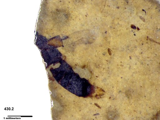 Genus sp