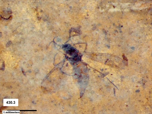 Diptera