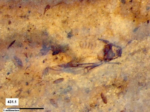 Genus sp