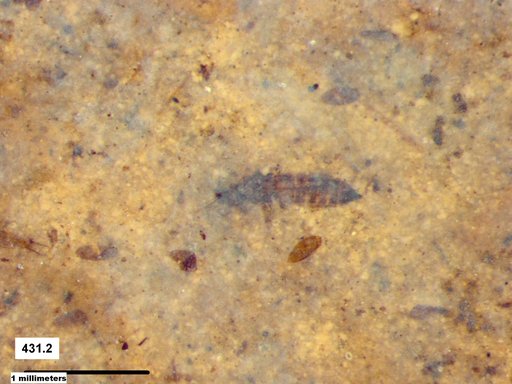 Genus sp