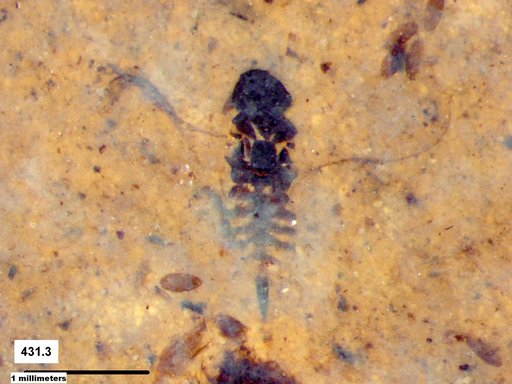 Genus sp