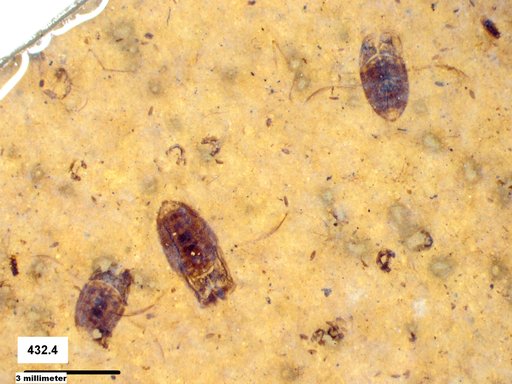 Corixidae