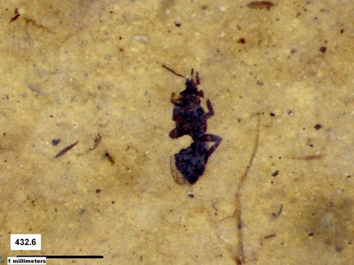 Genus sp