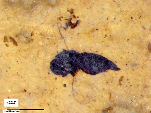 Genus sp