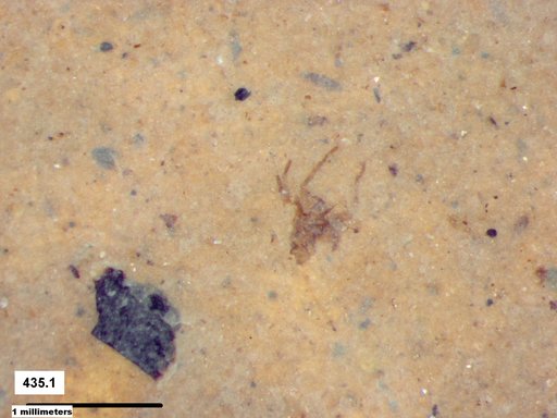 Genus sp
