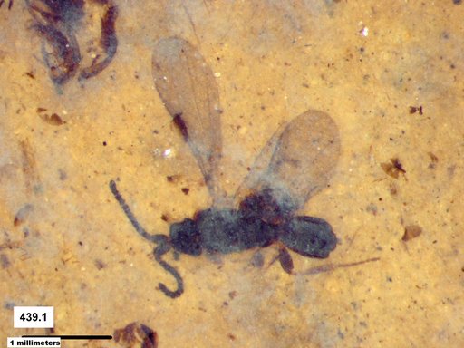 Diapriidae