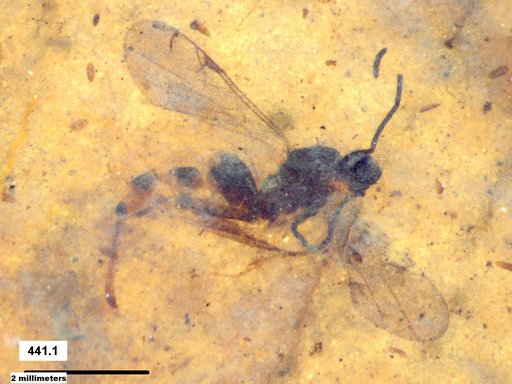 Proctotrupidae