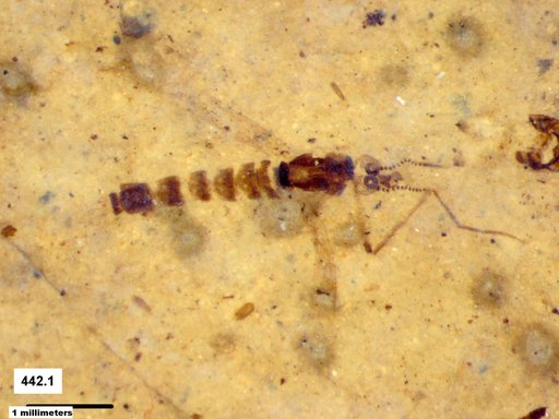 Chaoboridae