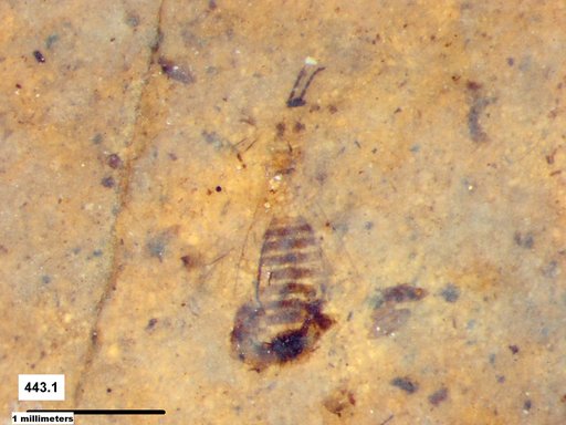 Genus sp