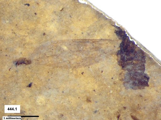 Diptera