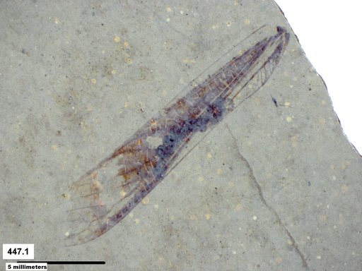 Genus sp