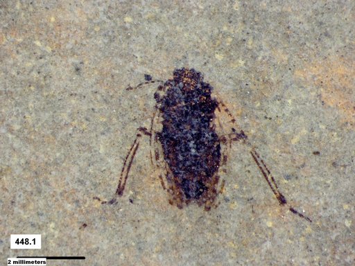 Genus sp