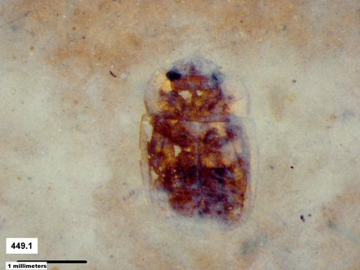 Chrysomelidae