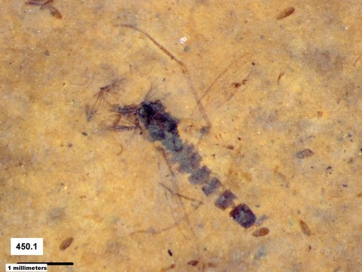 Chaoboridae