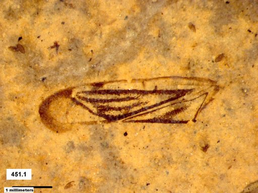 Genus sp