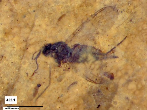 Diptera