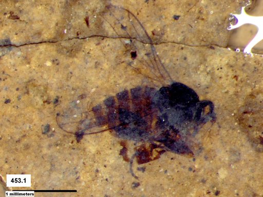 Diptera