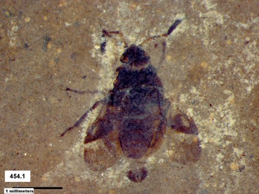 Genus sp