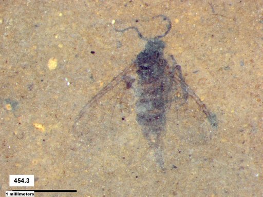 Diptera