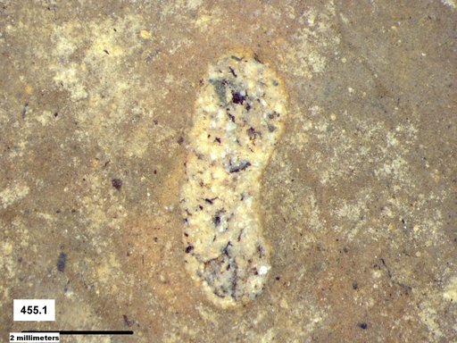 Genus sp